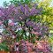 Skokie - Colors of Spring