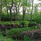 Near Chicago River, St. Paul Woods
