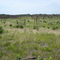 Baraga Plains