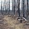Cleared blow-downs on North Country Trail through Baraga Bump Fire of 2007