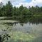 Pond