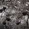 Icy Tree Close