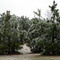 Pines After Ice Storm