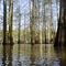 Cypress trees in Dry Cypress Opening