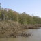 Dry Cypress