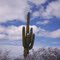 Snow on Saguaro Cactus
