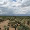 Cholla Cacti Forest- Facing South