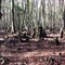 Cypress Swamp Area