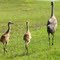 Sandhill Cranes