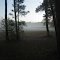 Morning Fog