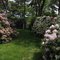 Rhododendrons
