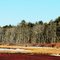 Cranberry Bogs Thawing Out