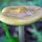 Magic Mushroom