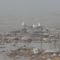 Sea Gulls in the fog