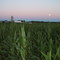Michigan Corn at Dusk