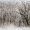 Oaks in Frost II, Robert and Marilyn Burman Wildlife Management Area, Oak Grove, Minnesota