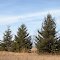Spruces, Bethel Wildlife Management Area, Saint Francis, Minnesota