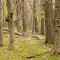 Deer Trail, Bethel Wildlife Management Area, Isanti County, Minnesota