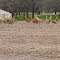 Twenty-three Sandhill Cranes, Bethel Wildlife Management Area, Isanti County, Minnesota