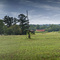 formerly Cole family Farm, Wise, NC