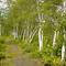 White Birch Trail