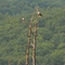 Bald Eagle Pair