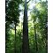 Fowler Woods State Nature Preserve Silver Maple July