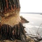 a beaver's work along the Mississippi River - 12/22/2007