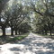 Avenue of Oaks
