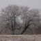 Frosted Tree along State Hwy 195