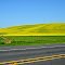 Canola in bloom on US 195.