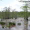 The Beaver Pond at 4 Mile Mill Creek