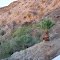 palm tree on rock in the lake haversue o=k