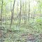 Bartlett Woods
