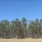  Gum Tree Forest