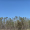 Eucalyptus