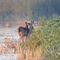 Black-tailed deer at Sacramento NWR