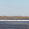 Snow Geese at Sacramento NWr