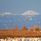 Snow Geese with Mt Lassen in Background