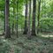 Mature Hardwoods