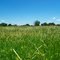 Bayles Prairie #12
