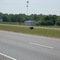 Black Bear