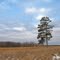 Lone Tree, Lamprey Pass Wildlife Management Area, Columbus, Minnesota