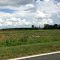 Tobacco Field