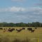 2010 Newberry-Archer, FL, USA - along SR 27