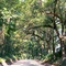 canopy road, 62nd ave, near Haile, Florida (7-20-2006)