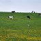 Cows with no tails