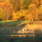 Autumn pasture