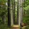 Oak Openings trail
