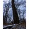 American Elm Oak Openings Preserve Fall